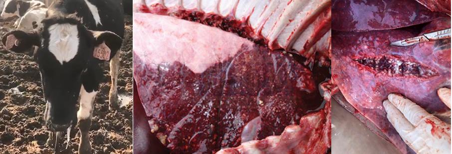 张廷青兽医,张廷青