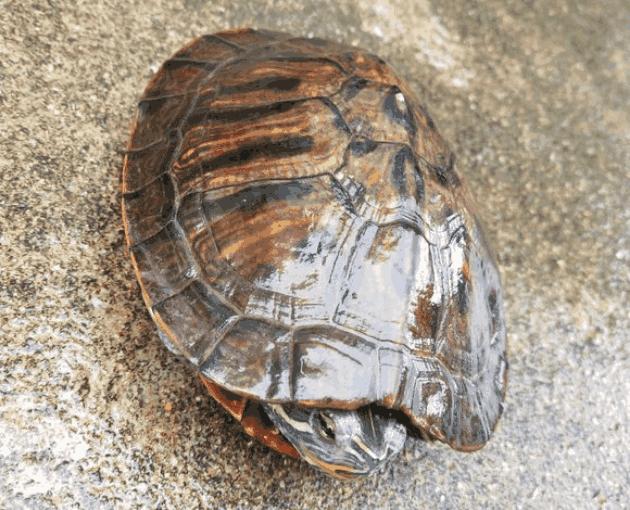 巴西龟在哪里泛滥成灾呢,巴西龟是泛滥物种为什么不吃掉它