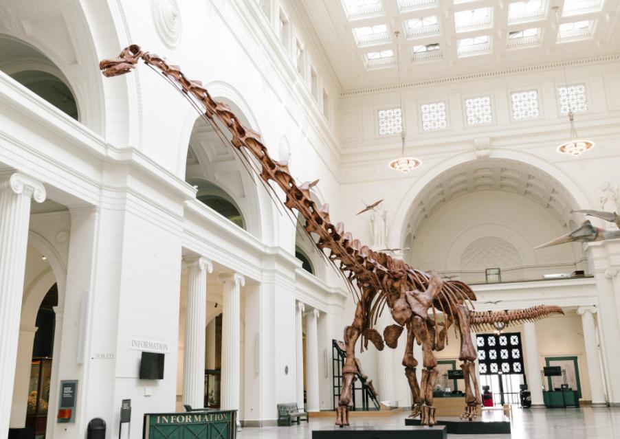 6600万年前大恐龙骨架拍卖，龙角超过1米，生前是霸王龙的食物