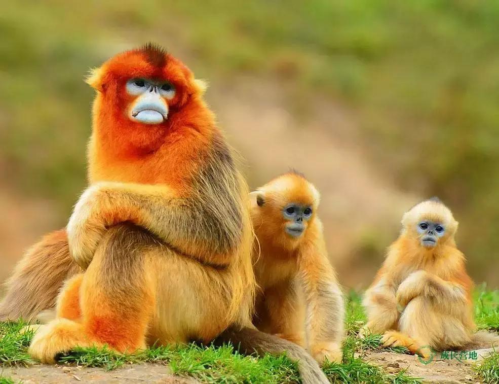 保护朱鹮,朱鹮自然保护区有利条件