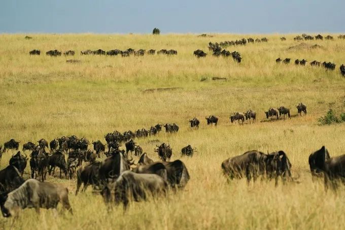 坦桑尼亚之旅,坦桑尼亚东非草原