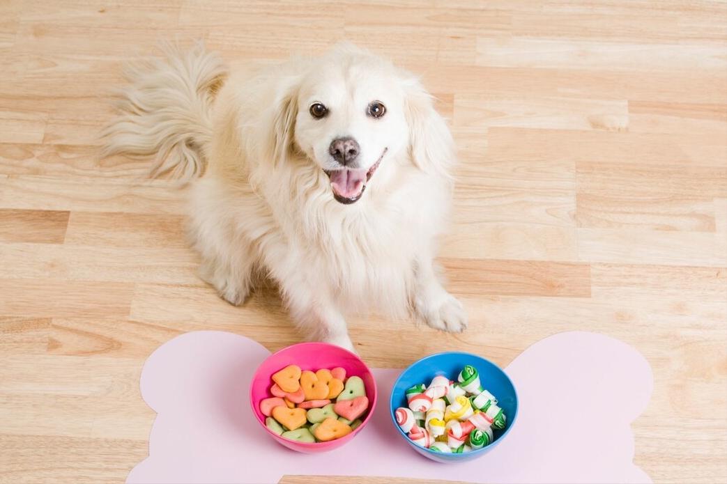 狗狗推荐的玩具有哪些,推荐的狗狗玩具有哪些