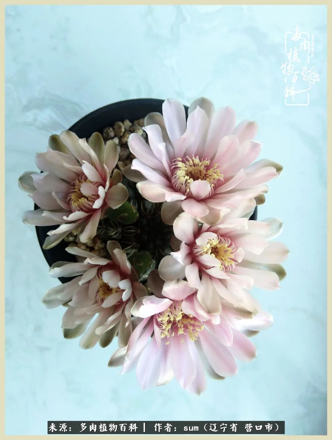 养多肉是一个很治愈的过程,养多肉是一种爱