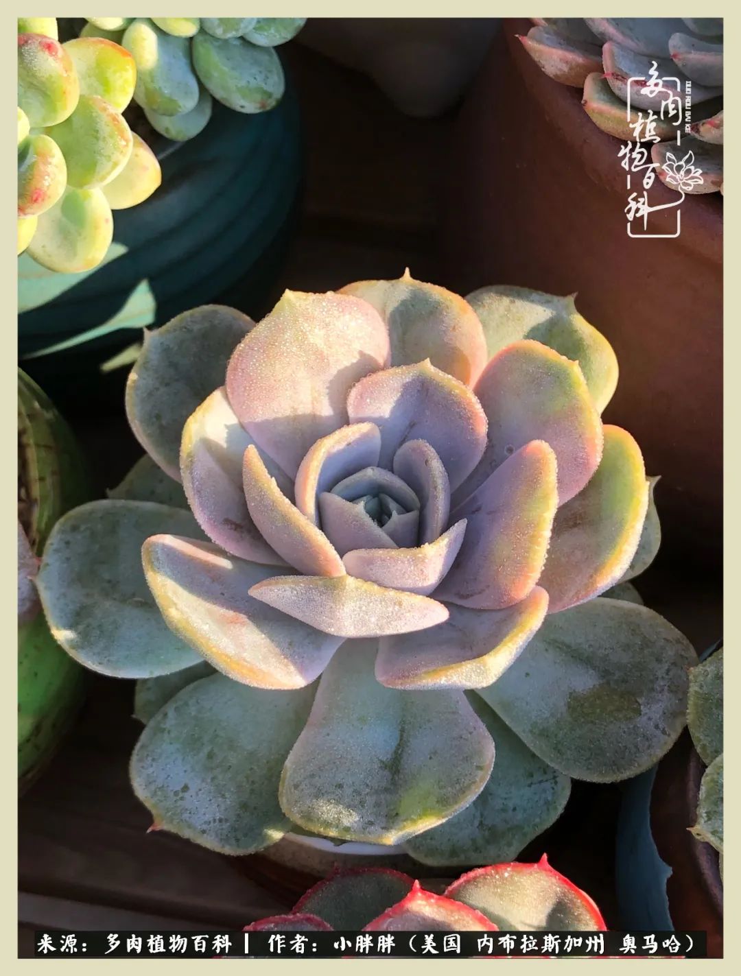 多肉小白入坑攻略,多肉小白2个月成功入坑