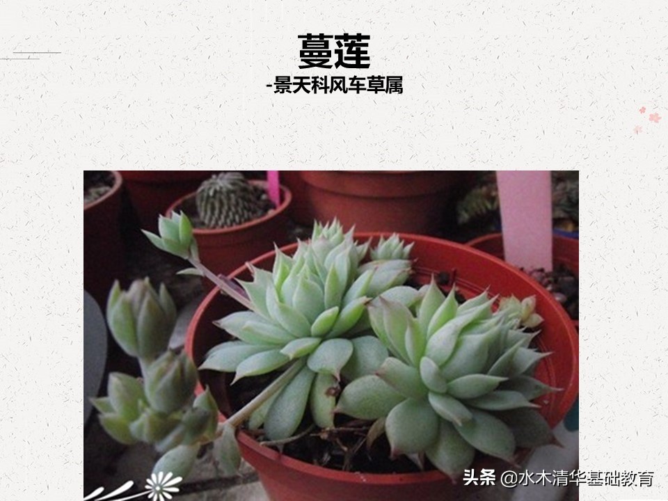 梦幻女王多肉植物百科图谱,原产地多肉植物图谱pdf