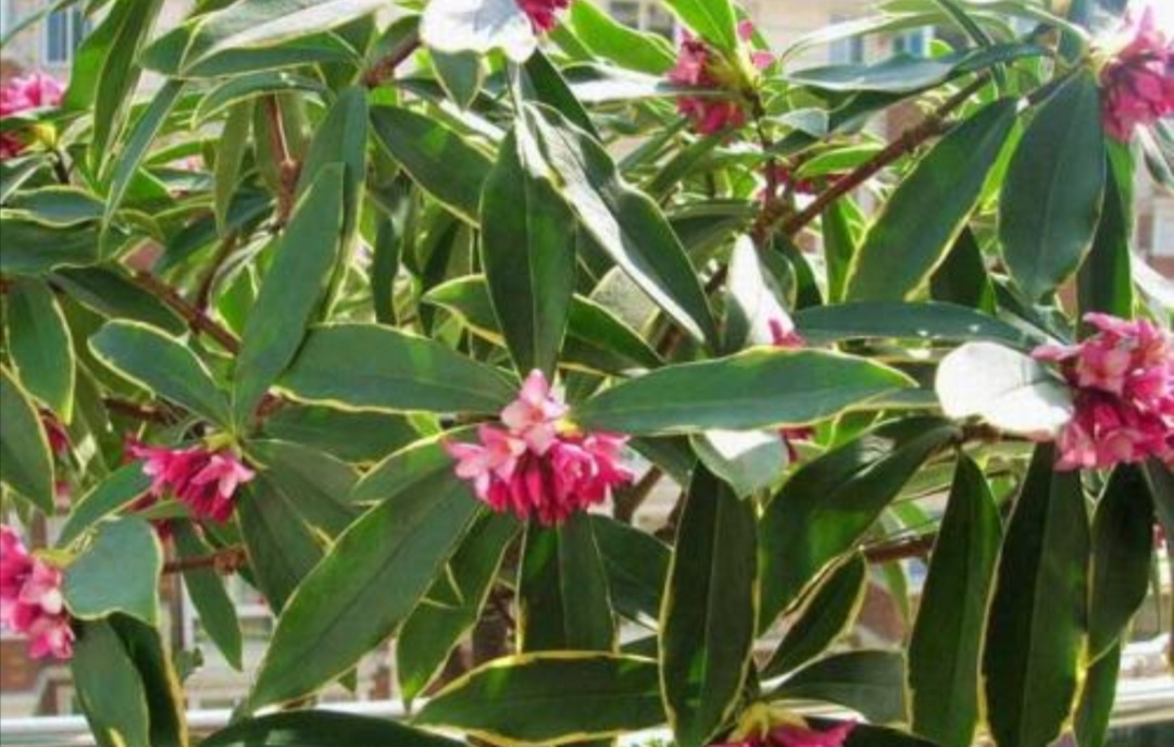 家里养盆“香味花”,春节期间开花,满屋花香扑鼻