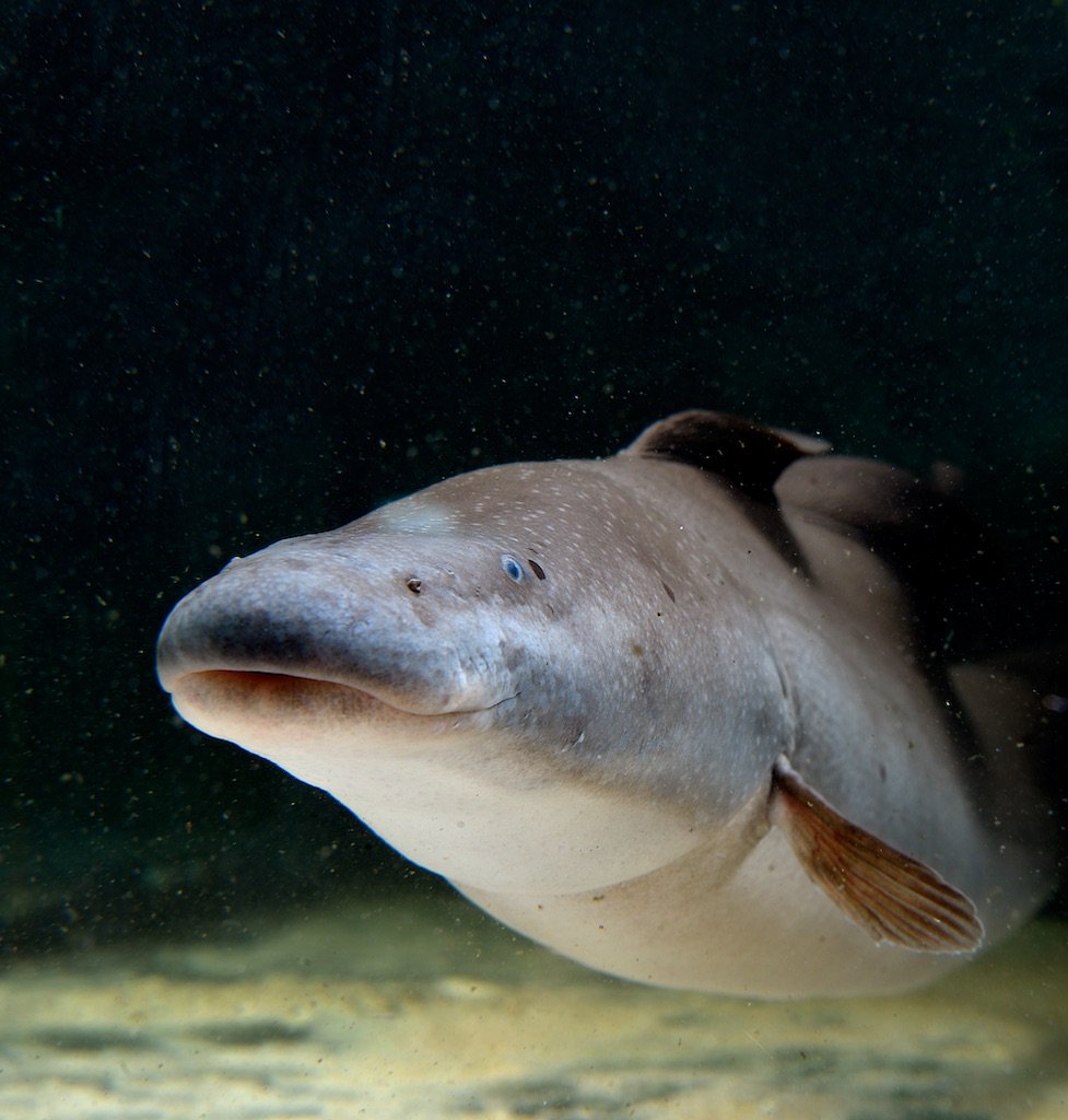 冷门热带小型观赏鱼,简单好养的观赏鱼都有哪些