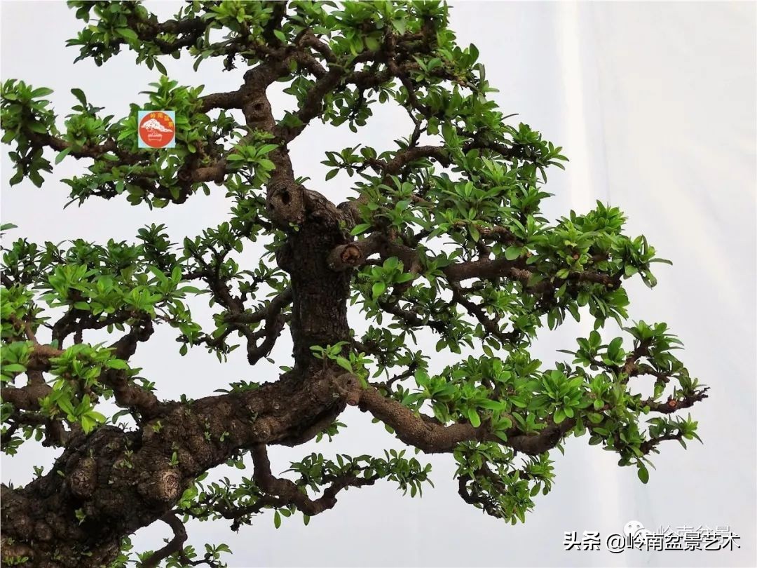 文人杂木盆景精品欣赏,可以做盆景的杂木图片大全