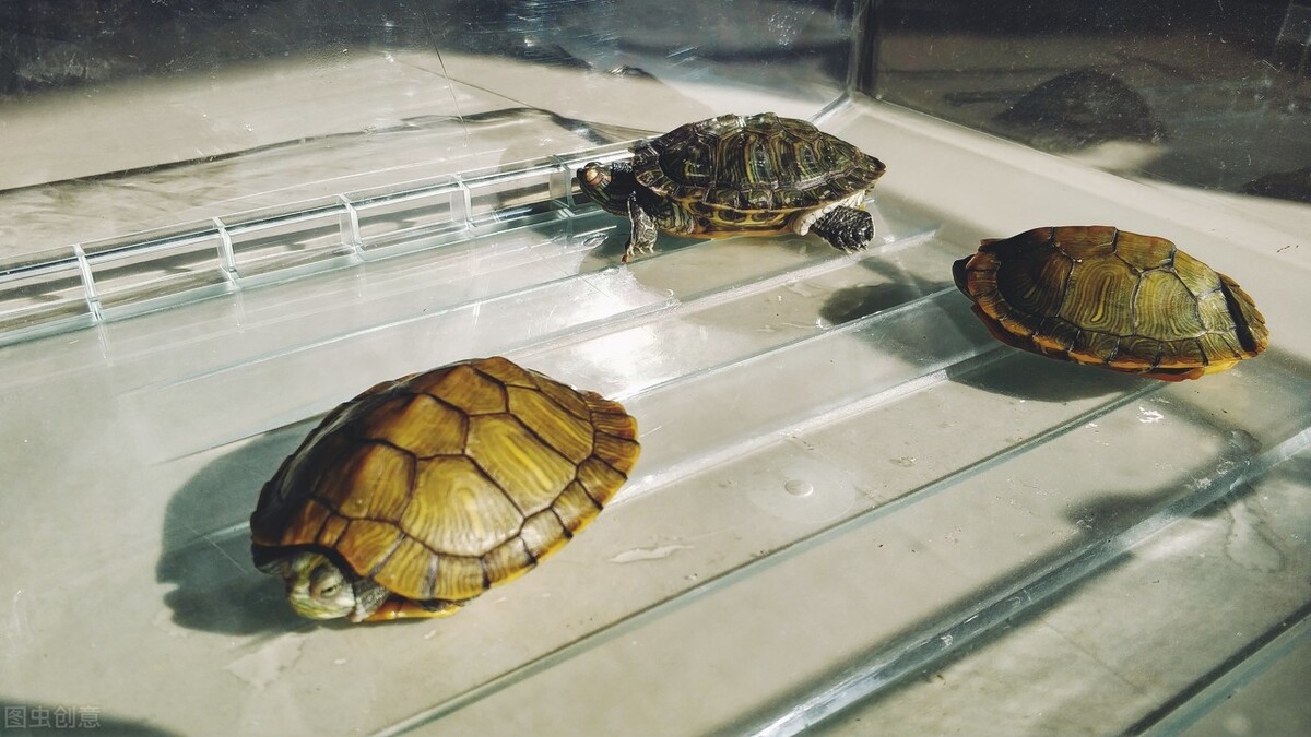 养龟六大忌新手养龟知识100条,养龟知识100条解决养龟常见问题