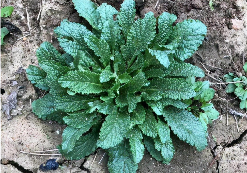 常被误认成薄荷,却是“荔枝草”,若遇到了,记得薅一把带回去