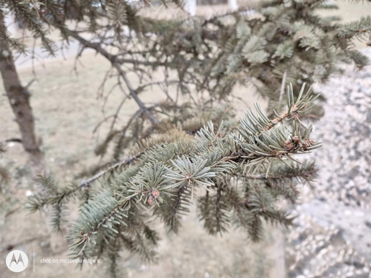 motorolaedges轻奢版什么处理器,motorolaedgespro深度评测