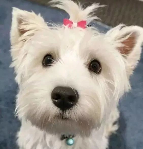 西高地白梗犬拔毛教程,西高地白梗犬美容