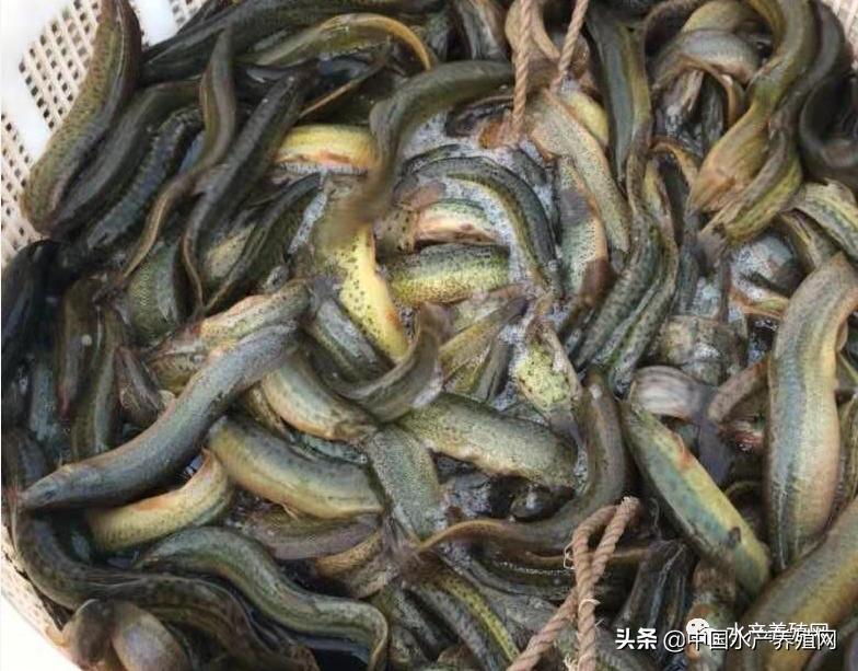 特价泥鳅苗价格,泥鳅苗价格多少钱1斤左右