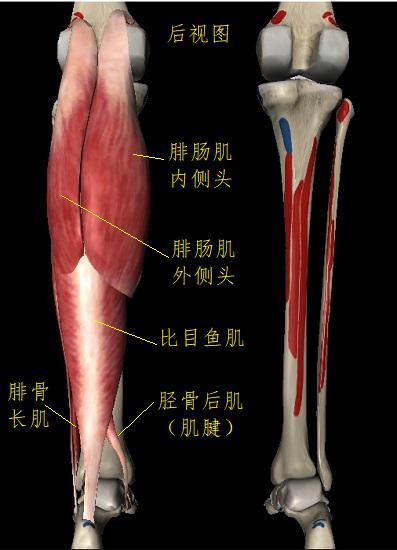 踝关节慢性疼痛,踝关节顽固性慢性炎症