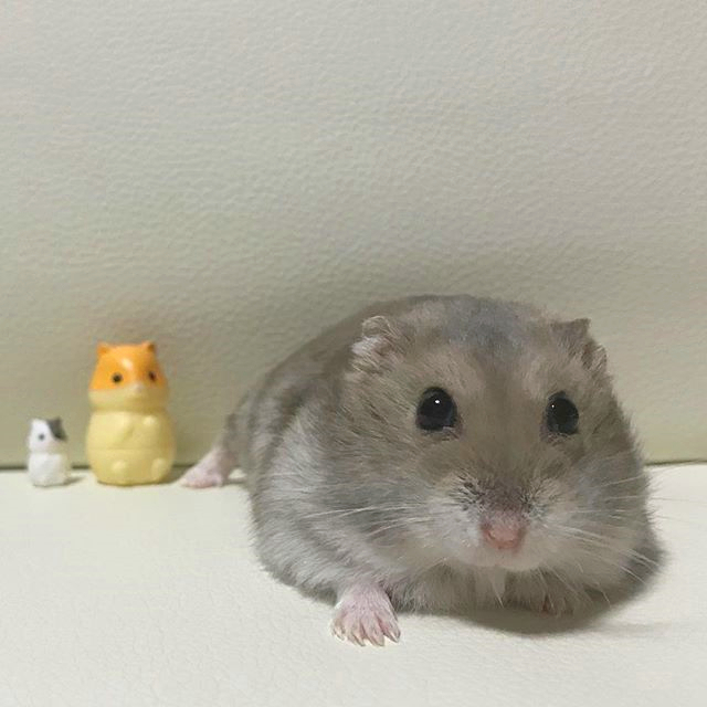 仓鼠能感受到主人对他的照顾吗,仓鼠希望被主人爱的几个行为