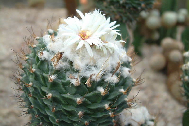 “常年丑貌君不问，一日花红万户惊”——仙人掌的产地及精品赏析