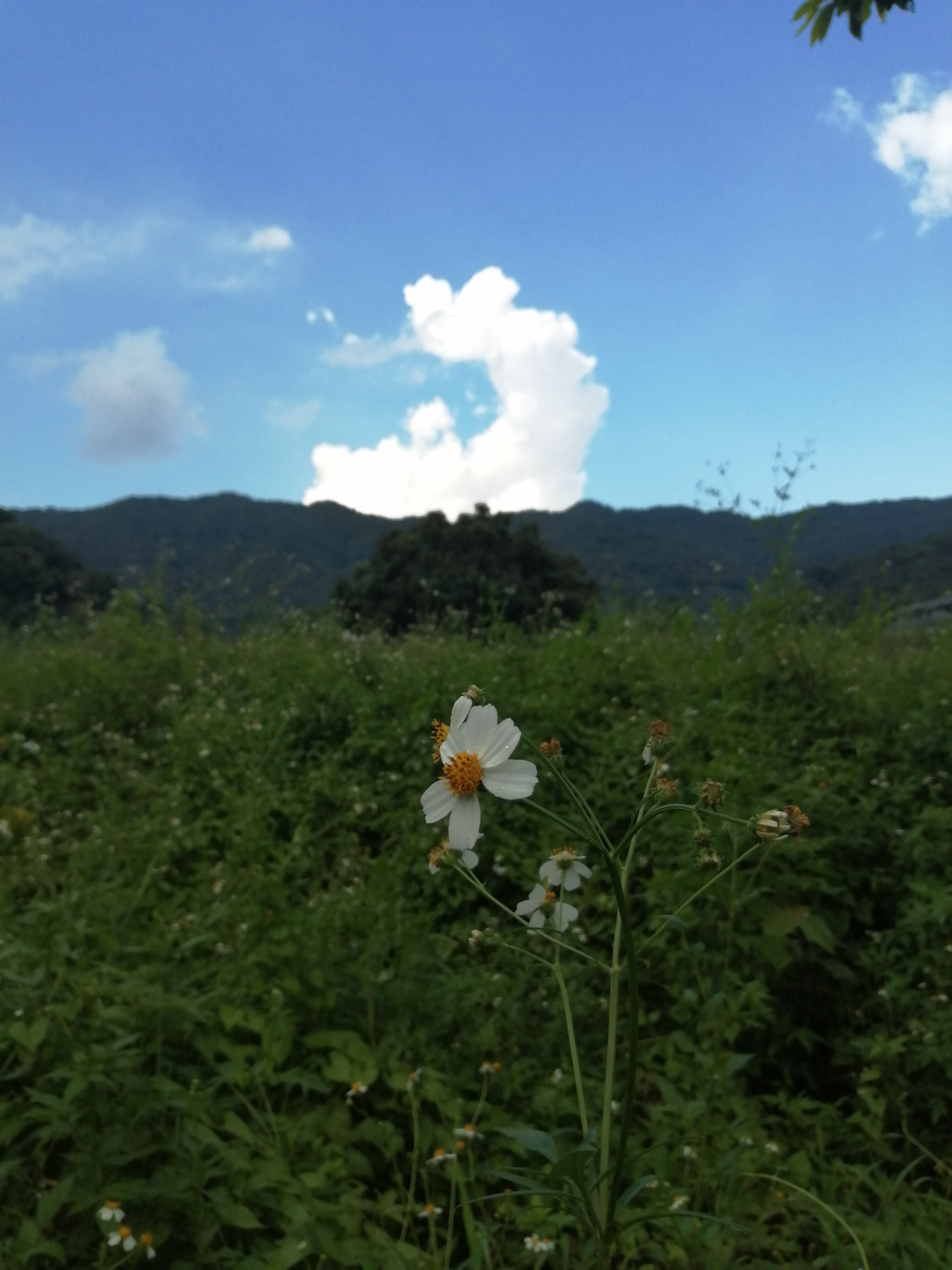 周边旅游景点推荐自驾游罗浮山,罗浮山风景区一日游攻略