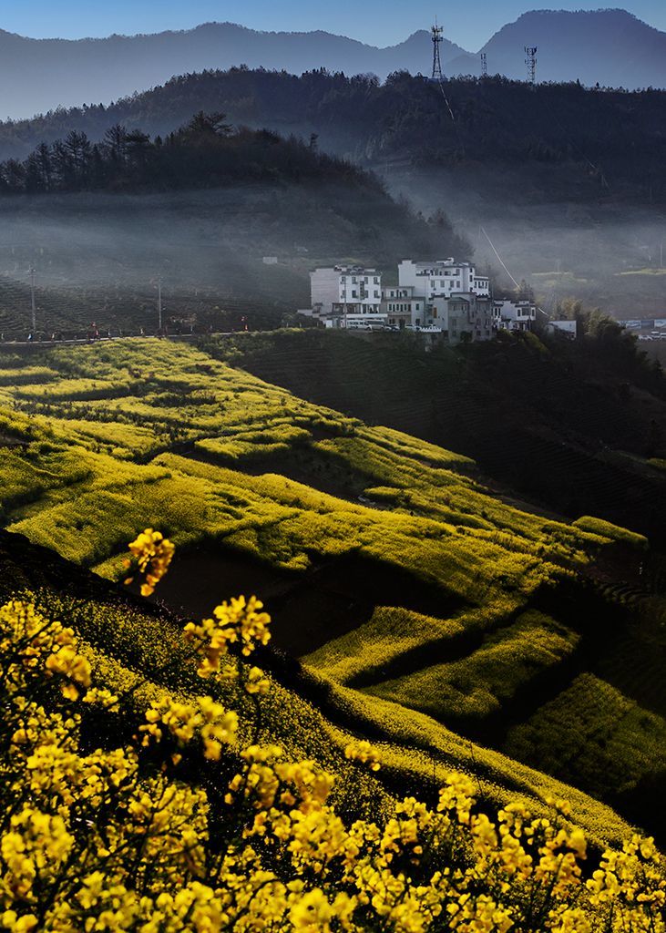 钟智老师（麦高）带您看歙县坡山油菜花
