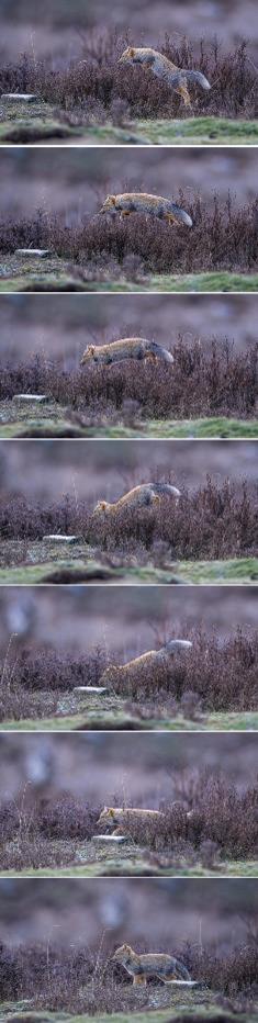 尼康d6拍鸟评测,摄影全套教程尼康d6