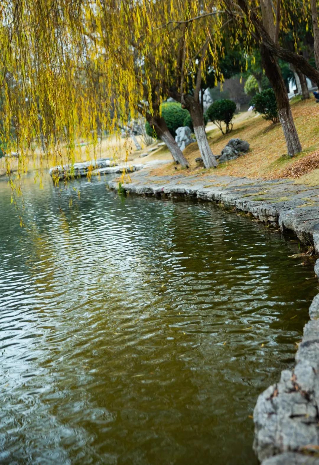 南京腊梅最佳观赏时间,南京赏梅花景点推荐