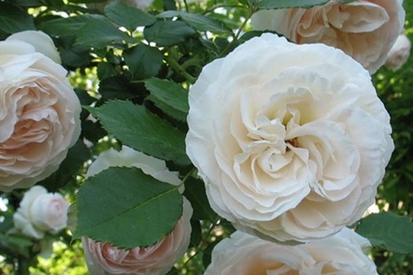 无刺四季开花藤本月季品种有哪些,耐热又耐寒的藤本月季有哪些品种