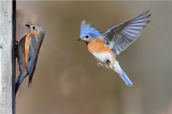 上帝和知更鸟,知更鸟为什么叫上帝之鸟