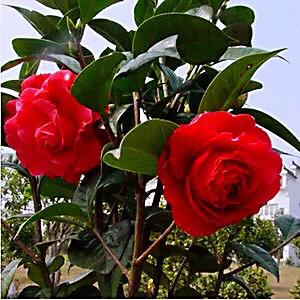 养茶花大盆好还是小盆好,如何种养茶花