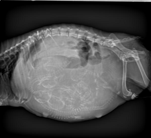 狗狗生小狗什么情况下要剖腹产,狗狗什么情况下需要剖腹产