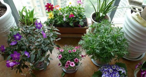 月季花有鸡粪怎么处理,养月季用什么粪