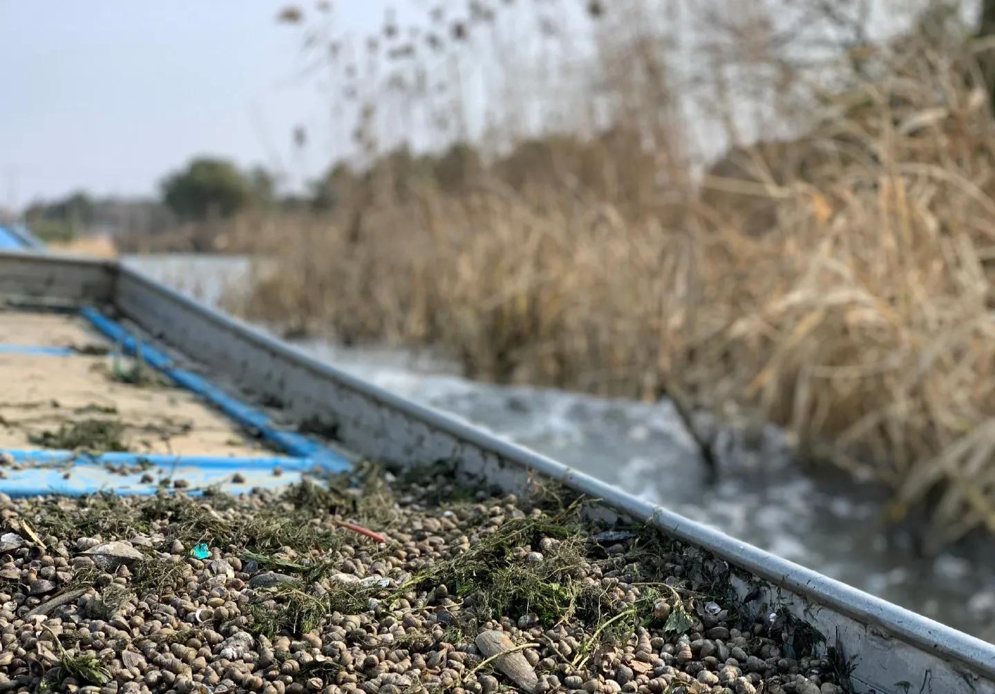 小龙虾养殖骗局大揭秘,科普小龙虾养殖