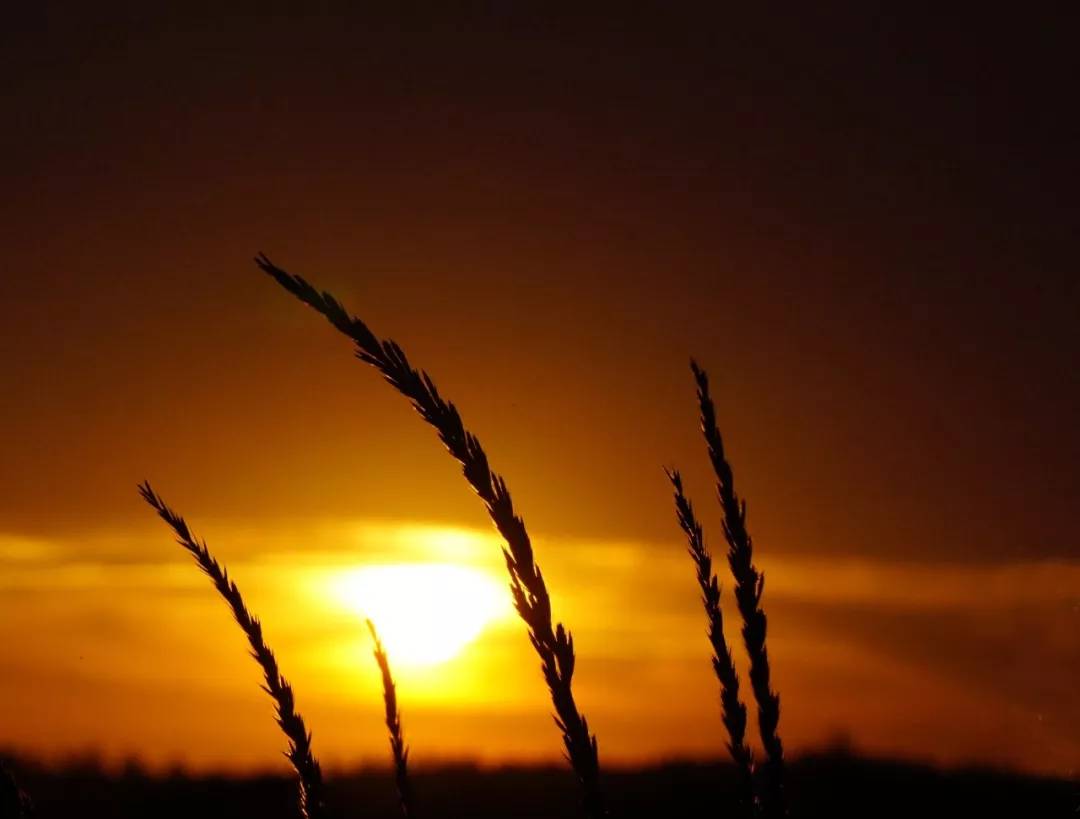 中卫金沙岛风景点介绍,中卫金沙岛震撼花海