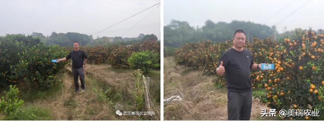 南丰蜜桔适合施哪种复合肥料,南丰蜜桔的施肥管理