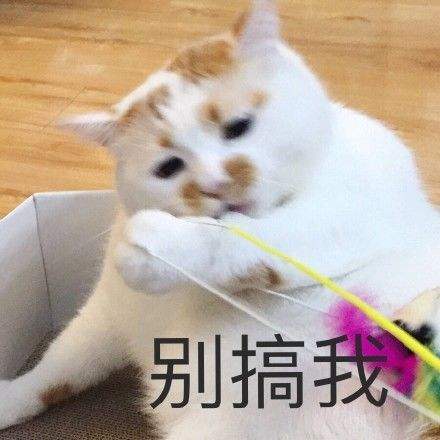 为什么同事相处久了会感到厌烦,如果你的同事很烦人你会怎么办