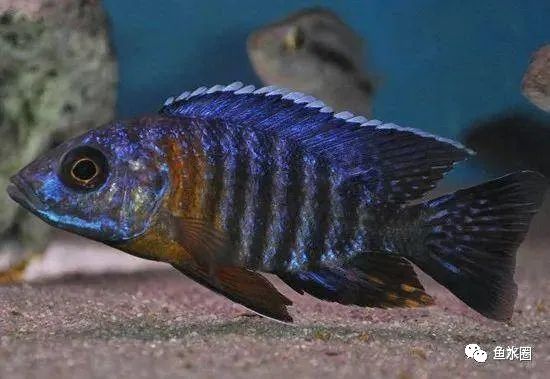 三湖慈鲷马鲷孔雀鱼多久发色,三湖慈鲷鱼之马鲷鱼