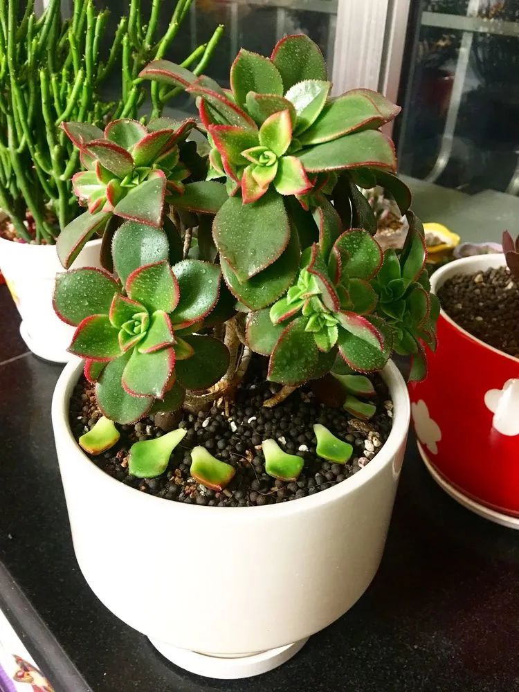 多肉新年寄语,养多肉七八年用心沉淀静待花开