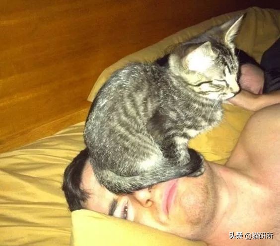 如何制止猫咪六七点叫,如何拒绝猫咪叫醒