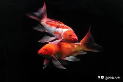 日本锦鲤的治疗方法,锦鲤病的防治方法视频讲解