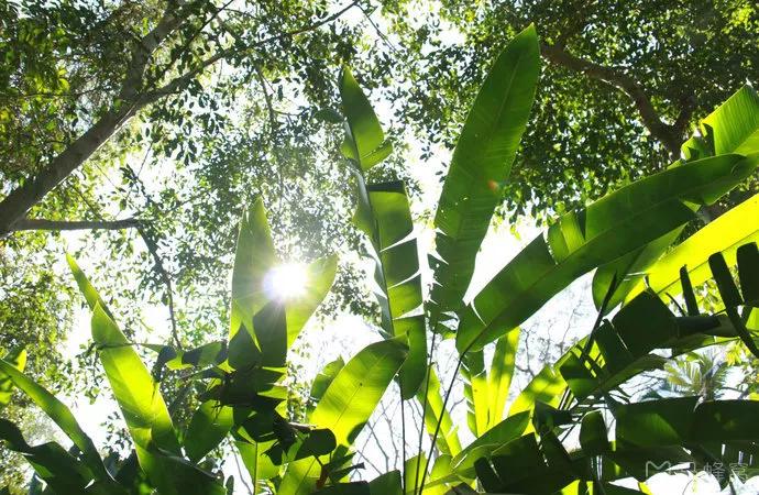 西双版纳风景之旅自由行旅游攻略,邂逅雨林西双版纳秘境之旅
