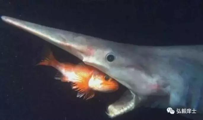 关于德礼的作文,德孝文化的作文800字