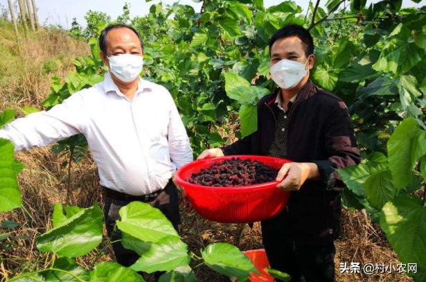 农民创业养什么好赚钱,在农村养殖种植创业好项目有哪些