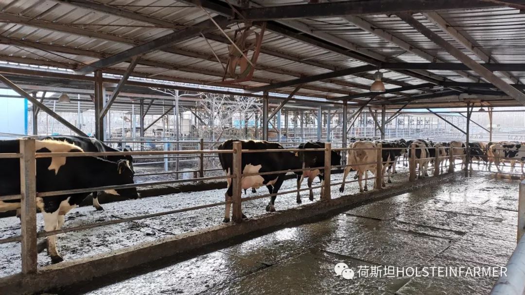 山东奶厂现状怎么样,乳企盈利牧场亏损