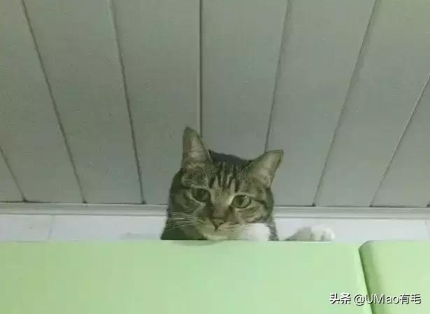 厨房是猫咪的修罗场，随便一项就能重伤