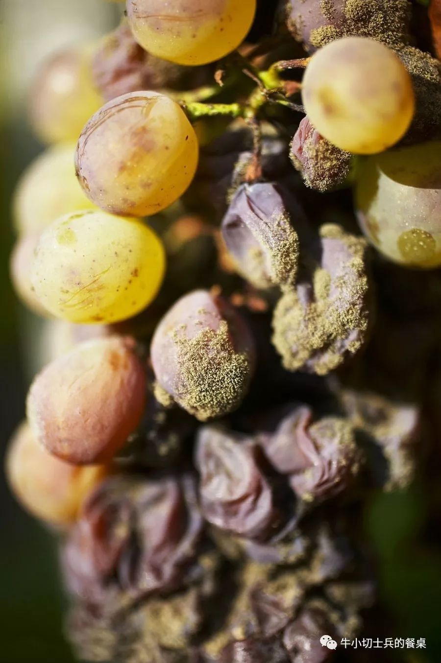 捷克烤猪肘子,捷克斯洛伐克烤猪肉