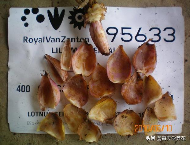 百合虫害的防治方法,百合病虫防治和管理