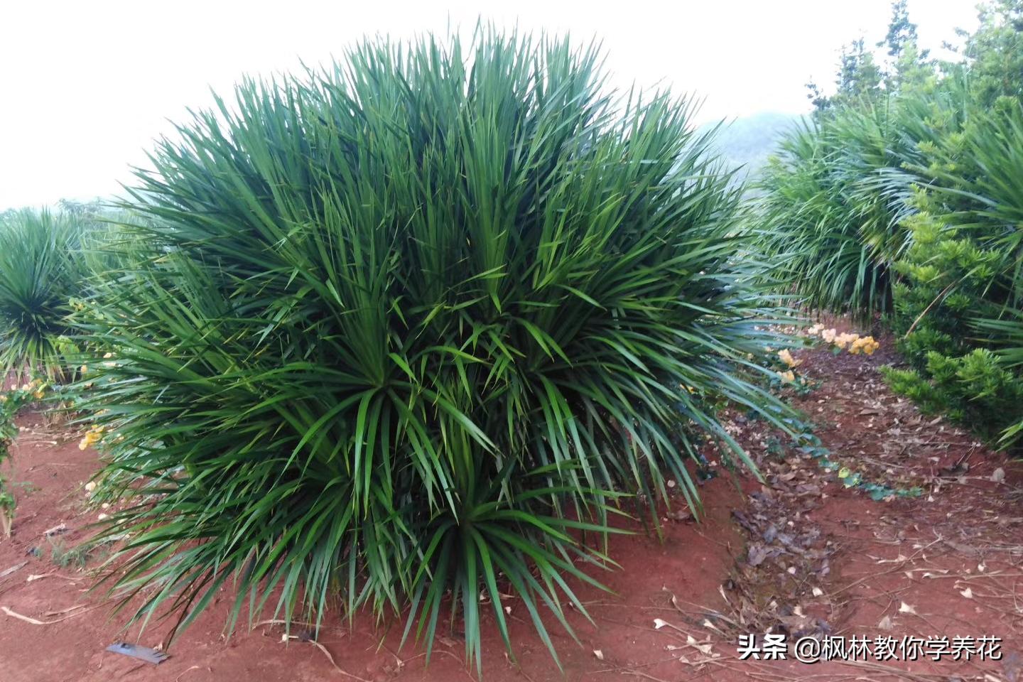 龙血树刚买从网上回来怎么养护,什么品种的龙血树最好养