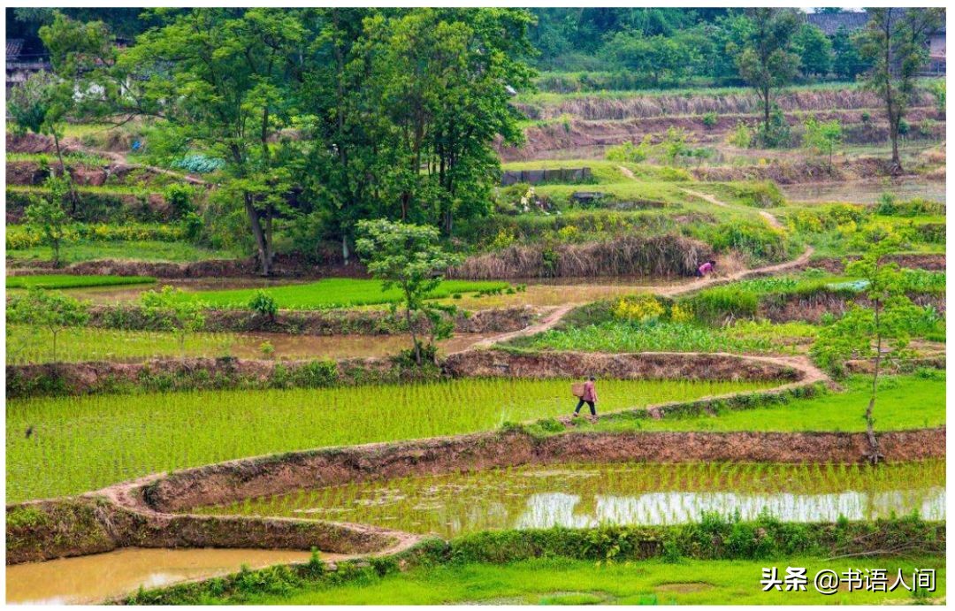 川渝十四种经典美食,舌尖上的美食川渝火锅鱼