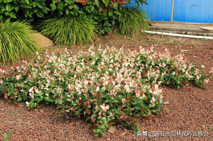 花叶络石，叶子五彩斑斓十分好看，教你如何养护