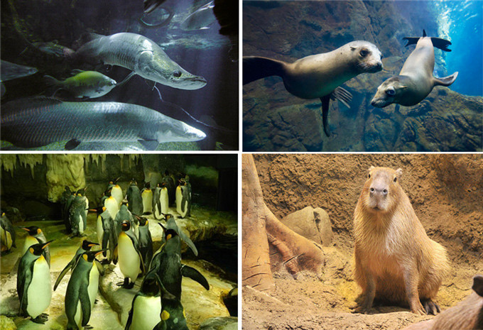 日本亲子游,带娃游日本迪士尼攻略