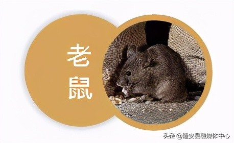 注意！隆安县城各区域除“四害”开始啦