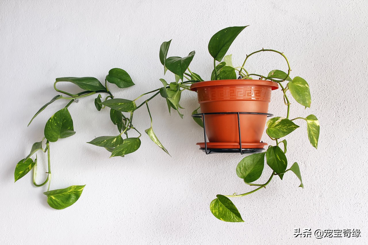 铲屎官必须要知道的猫咪常见疾病,铲屎官对猫有什么危害